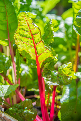 Obraz na płótnie Red and yellow swiss chard leaves at organic gardens - Organic produce in the home made vegetable garden
w salonie