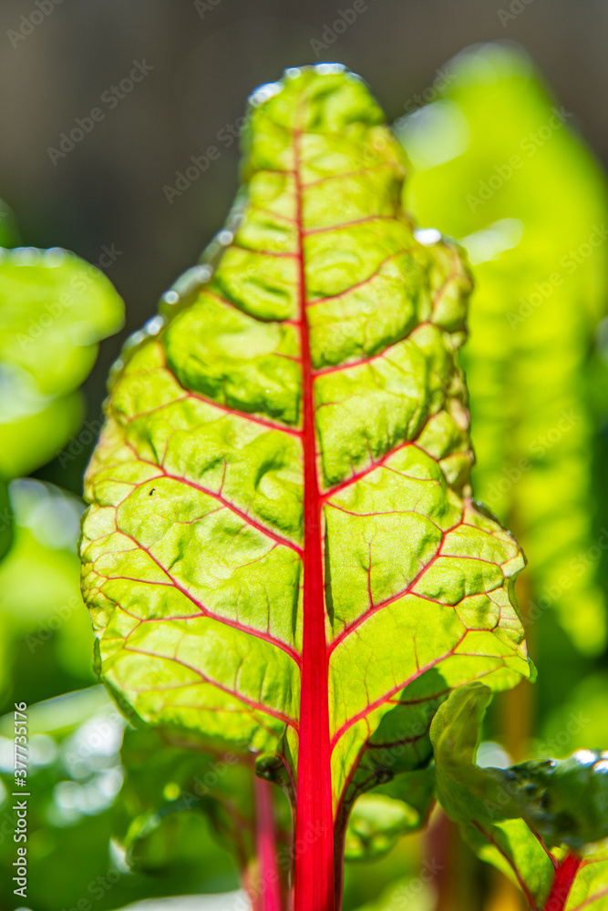 Red and yellow swiss chard leaves at organic gardens - Organic produce in the home made vegetable garden