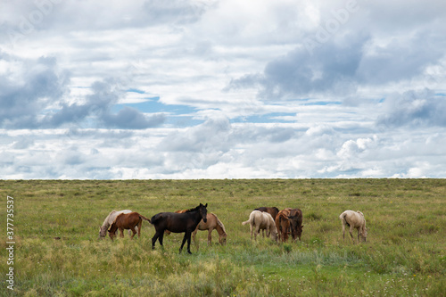 A herd of horses on a green field under a cloudy sky