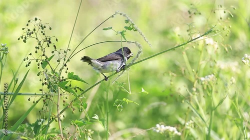 Double-collared Seedeater feeding on grass photo