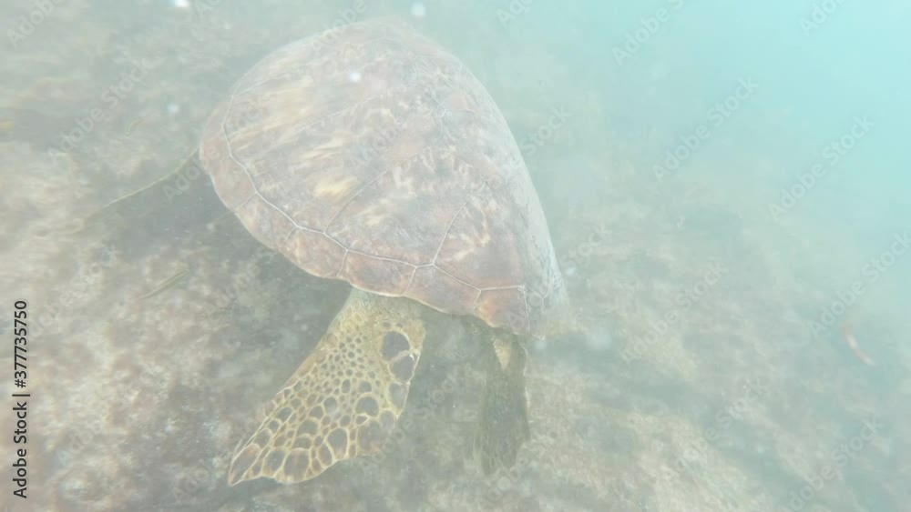 A huge sea turtle is swimming on the bottom of the ocean near an island of the Galapagos islands. The water is clear, transparent and turquoise.