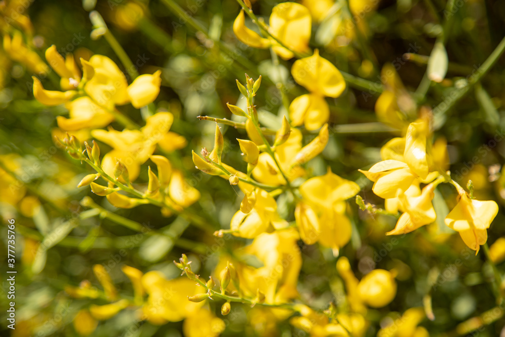 The stems of rush broom with yellow flowers in the spring (Mount Etna)
