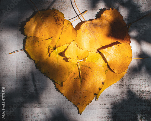 Sun shines on yellow leaves shaped into a heart casting shadows of the leaves above on the heart