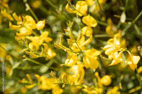 The stems of rush broom with yellow flowers in the spring  Mount Etna  