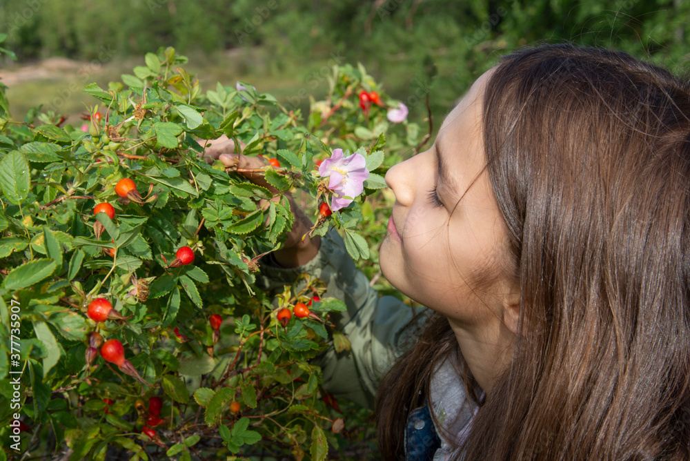 A girl with long hair admires the rosehip flowers on a Bush A girl with long hair admires the rosehip flowers on a Bush