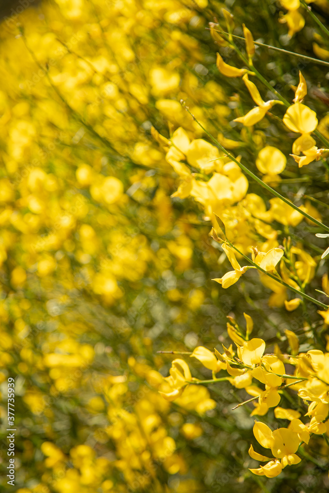 The stems of rush broom with yellow flowers in the spring (Mount Etna)