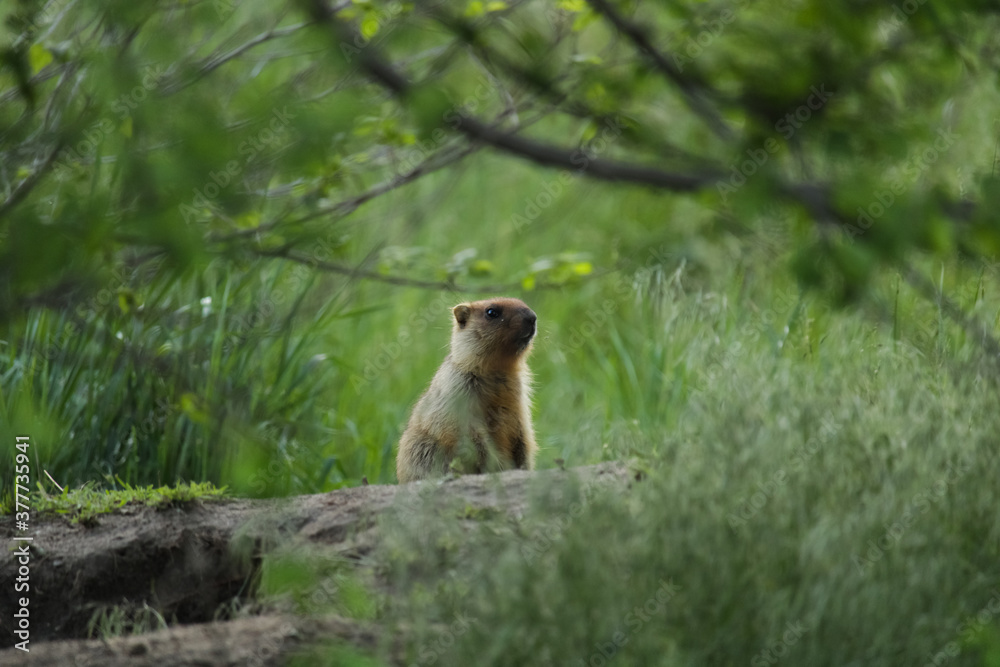 Fototapeta premium A young bobak marmot stands at the sandy entrance to the burrow. Green grass is visible in the foreground. Grass is visible against a blurred background.