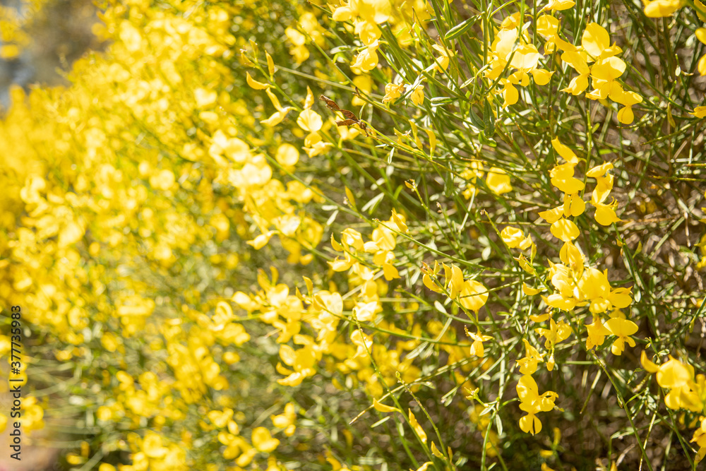 The stems of rush broom with yellow flowers in the spring (Mount Etna)