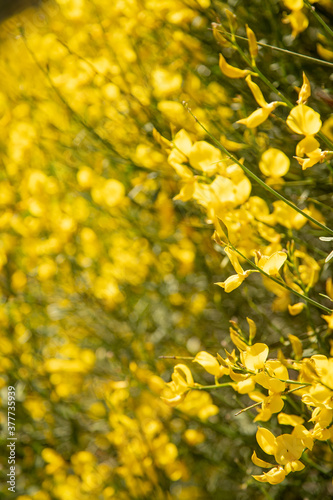 The stems of rush broom with yellow flowers in the spring (Mount Etna) 