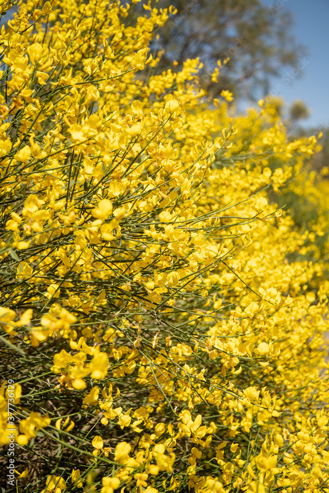 The stems of rush broom with yellow flowers in the spring (Mount Etna)
The stems of rush broom with yellow flowers in the spring (Mount Etna)