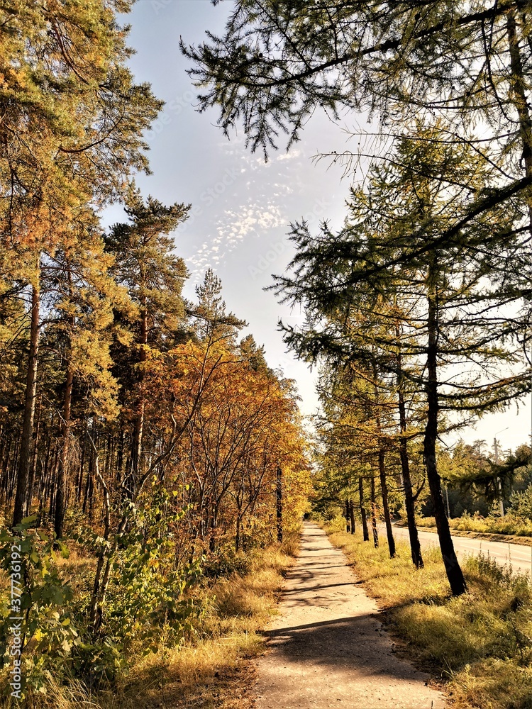 Fototapeta premium path in forest