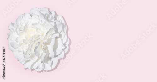 White luxury peony on a pale pink background