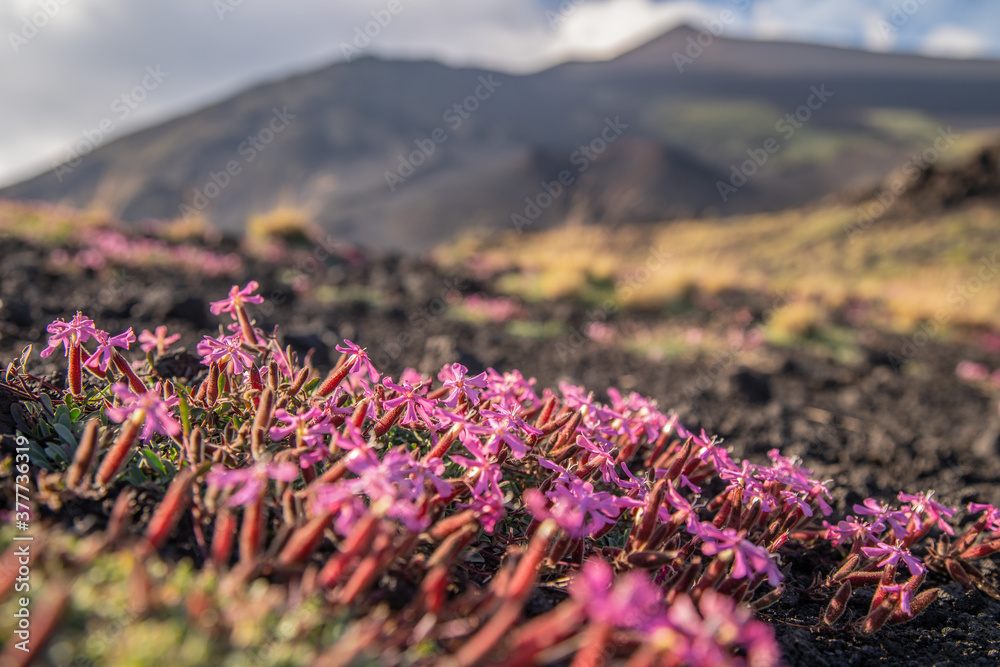 Pillows of Saponaria aetnensis on Mounte Etna - Endemic flora of the Etna volcano