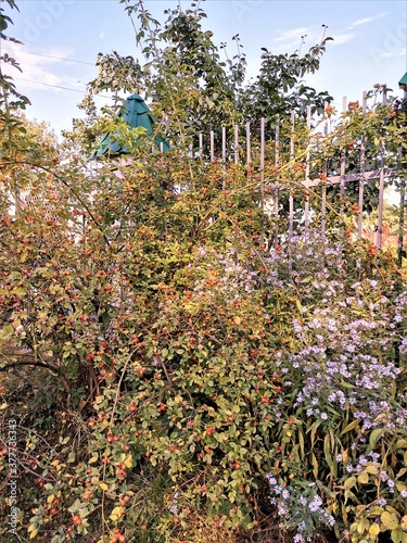 garden with flowers and bushes with berries