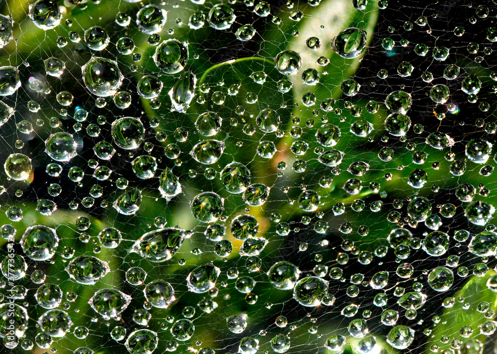Spider Web Close-up with Jewel-Like Dew Drops