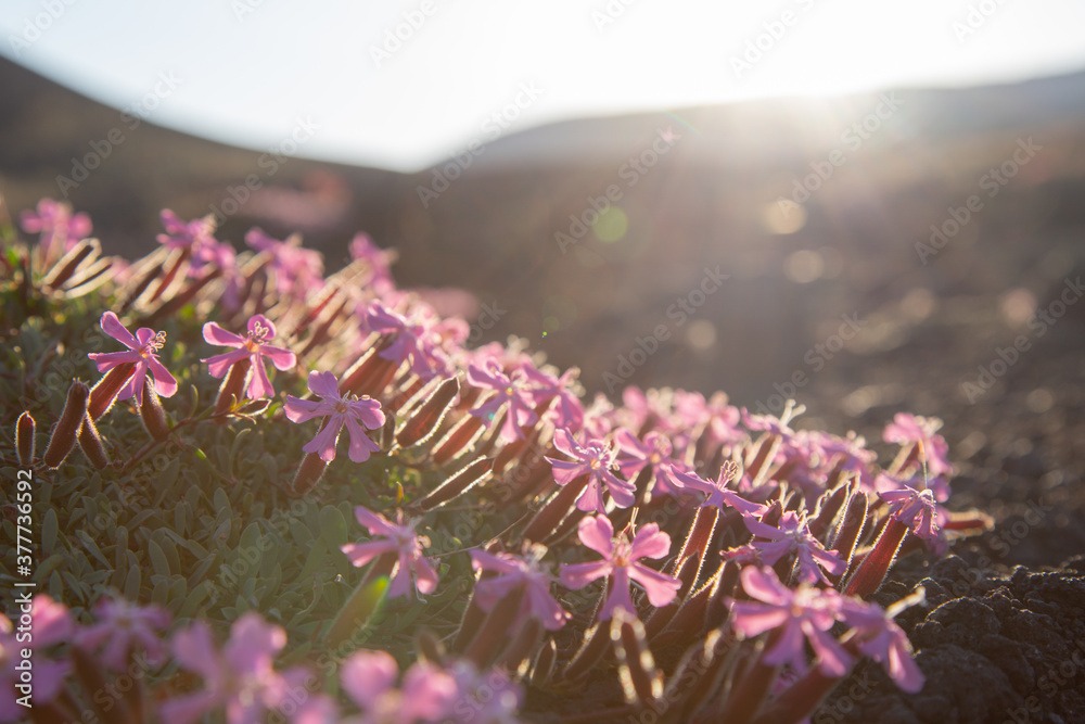 Pillows of Saponaria aetnensis on Mounte Etna - Endemic flora of the Etna volcano