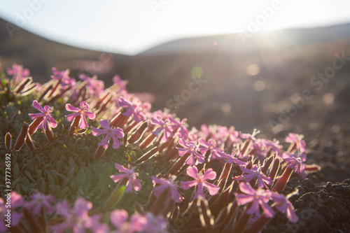 Obraz na płótnie Pillows of Saponaria aetnensis on Mounte Etna - Endemic flora of the Etna volcano w salonie