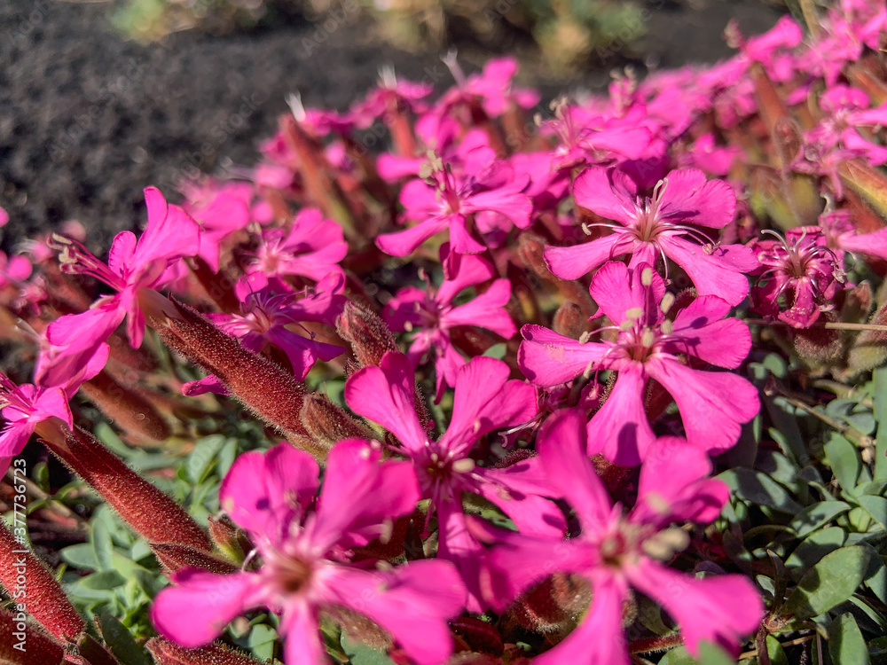 Pillows of Saponaria aetnensis on Mounte Etna - Endemic flora of the Etna volcano