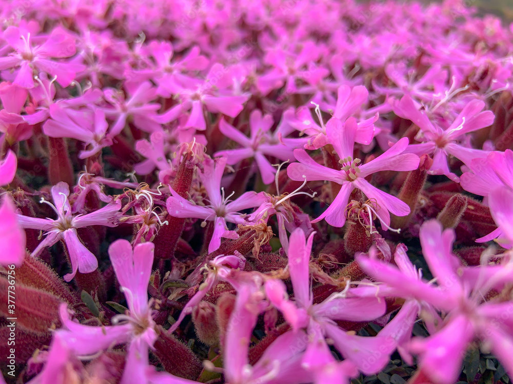 Pillows of Saponaria aetnensis on Mounte Etna - Endemic flora of the Etna volcano