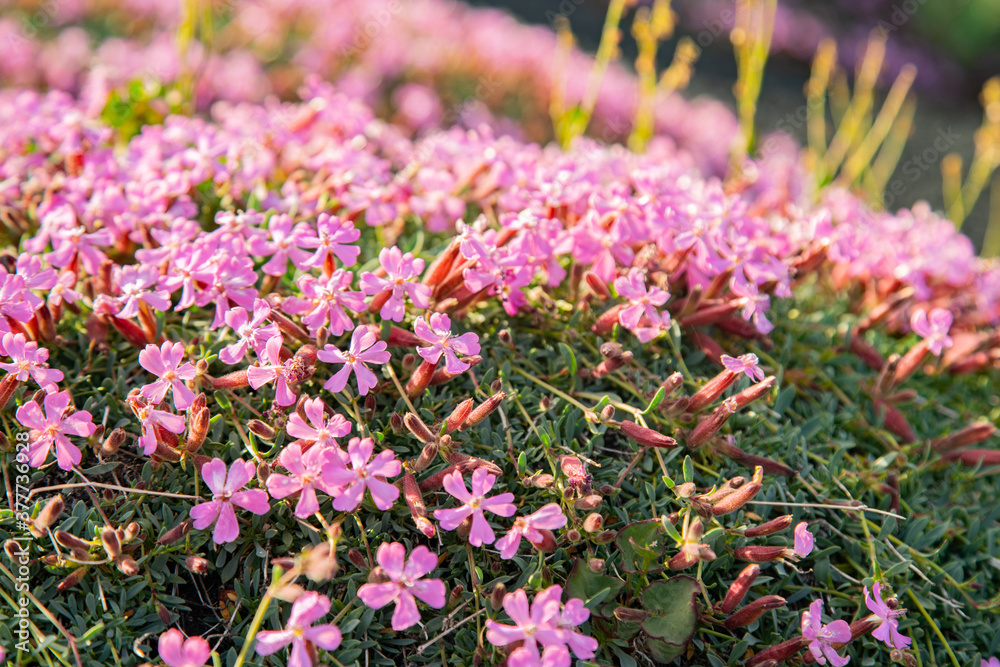 Pillows of Saponaria aetnensis on Mounte Etna - Endemic flora of the Etna volcano