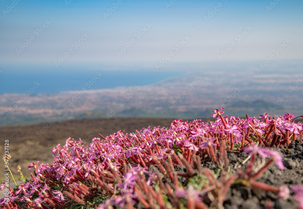 Pillows of Saponaria aetnensis on Mounte Etna - Endemic flora of the Etna volcano