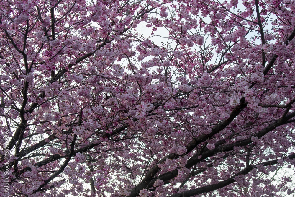 A Pink Cherry Blossom Tree on an Overcast Sky in Suburban Pennsylvania A Pink Cherry Blossom Tree on an Overcast Sky in Suburban Pennsylvania