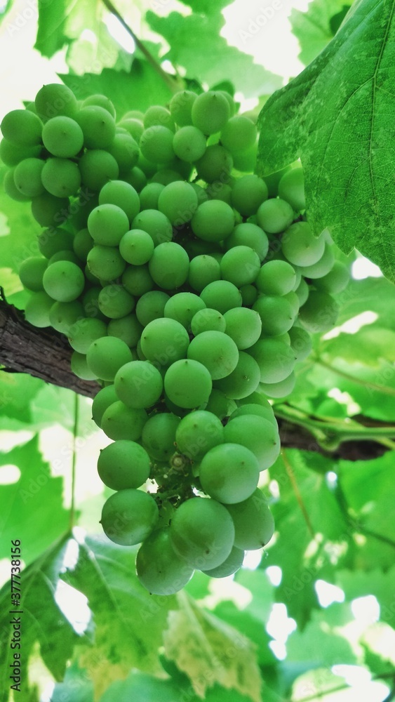 Fototapeta premium Beautiful bunch of grapes