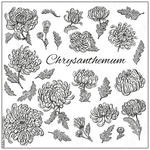 Фотография Chrysanthemums flowers
and leaves set