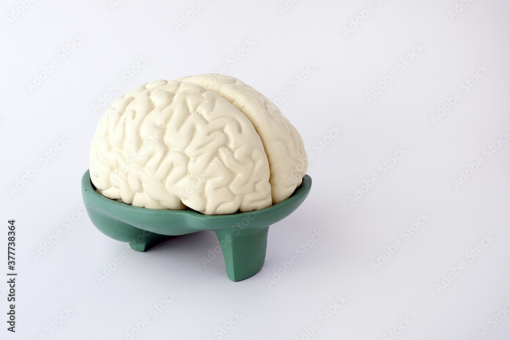 Human brain anatomy model for education physiology isolated on white ...