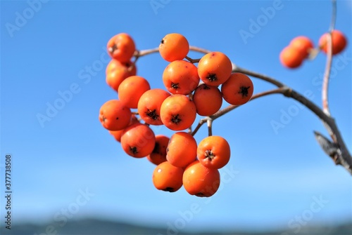 berries on a tree