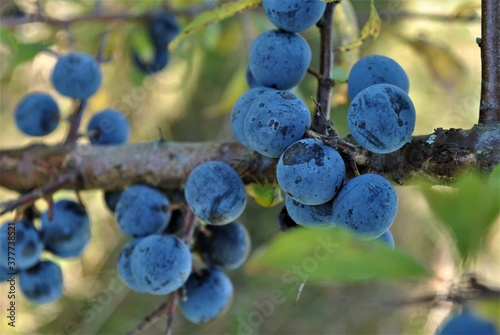 blueberries on the branch