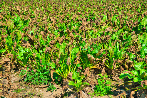 Problem with farming  disease and drought. The concept of a natural disaster in agriculture. Dry  damaged sugar beet leaves.