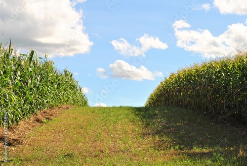 grass and sky