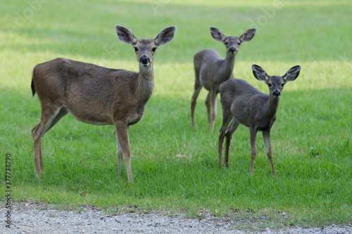 Photography Alert Black tailed Deer mother and babies in the meadow