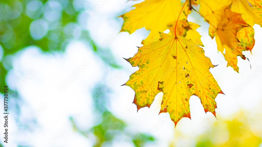 Obraz premium Yellow maple leaves on a blurred background. Autumn background with maple leaves. Creative wallpapers. Copy space