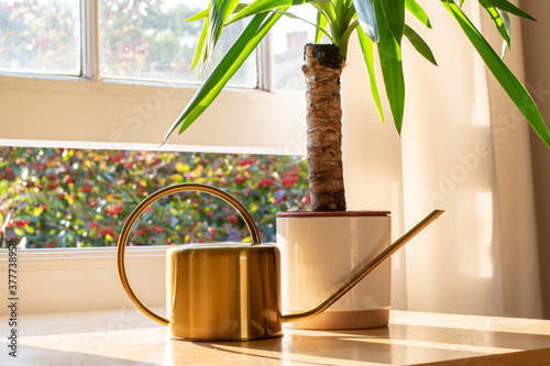 Yucca indoor plant next to a watering can in a beautifully designed home or apartment interior. photo