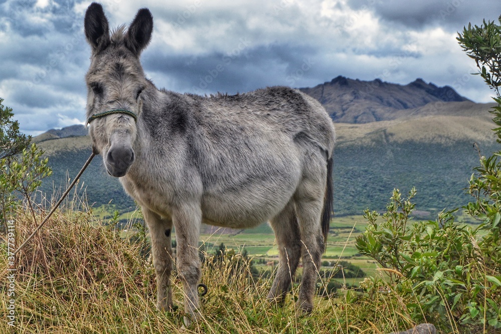 Fototapeta premium donkey in the meadow