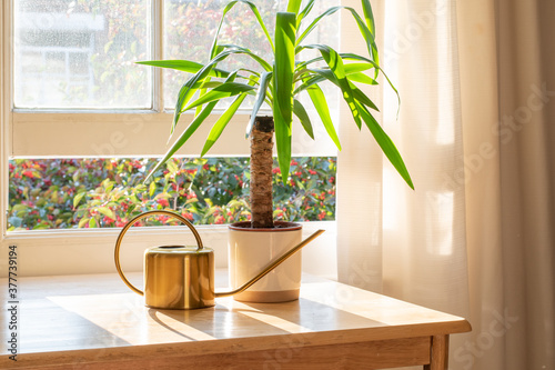 Yucca indoor plant next to a watering can in the windowsill in a beautifully designed home interior.