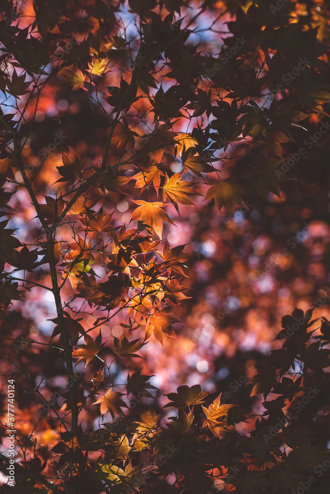 red marple tree leaves in a sun. colorful nature autumn background