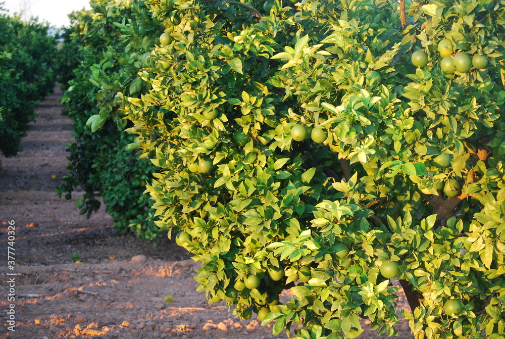Fototapeta premium Unripe Green Oranges in Orchard