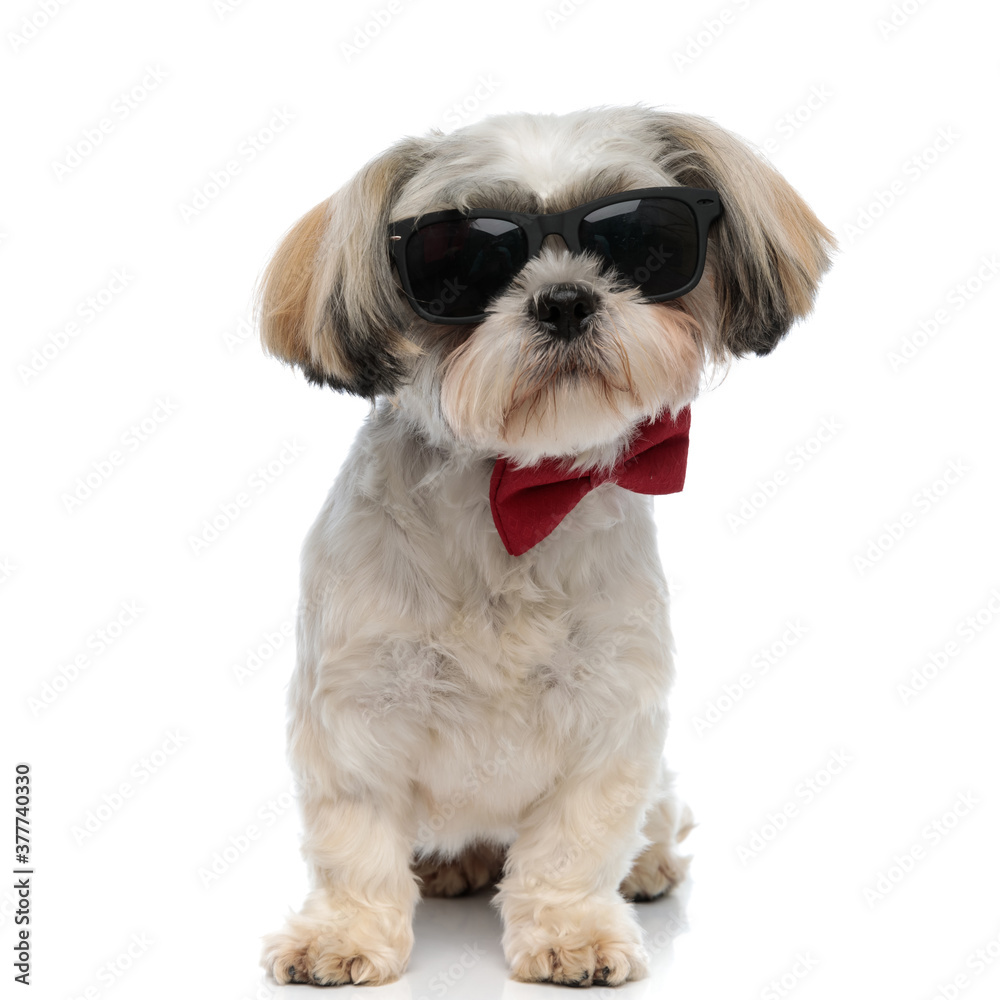Tough Shih Tzu puppy wearing bowtie and sunglasses, looking forward Tough Shih Tzu puppy wearing bowtie and sunglasses, looking forward