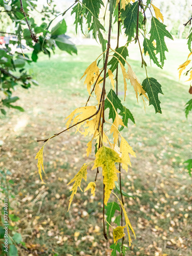 Early autumn colors with patches of yellow leaves with green leaves in background.