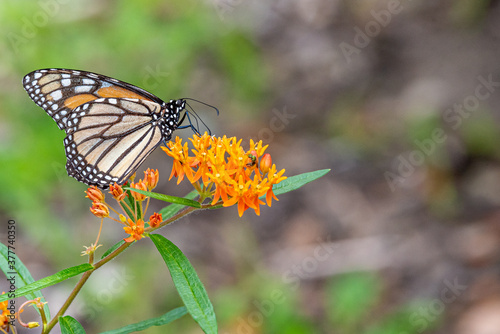 Orange monarch butterfly perched on orange flowers of butterfly weed asclepias tuberosa in garden