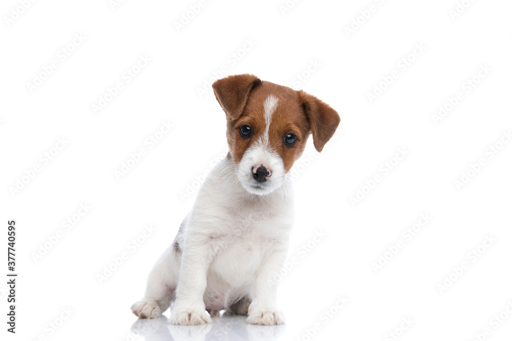 jack russell terrier dog leaning to a side