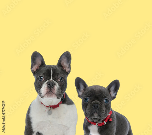 couple of french bulldog dogs sitting and wearing red leash