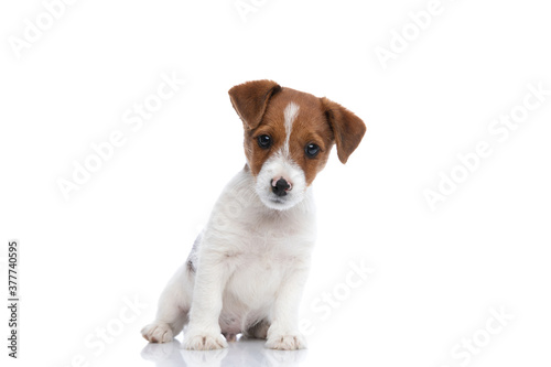 jack russell terrier dog leaning to a side
