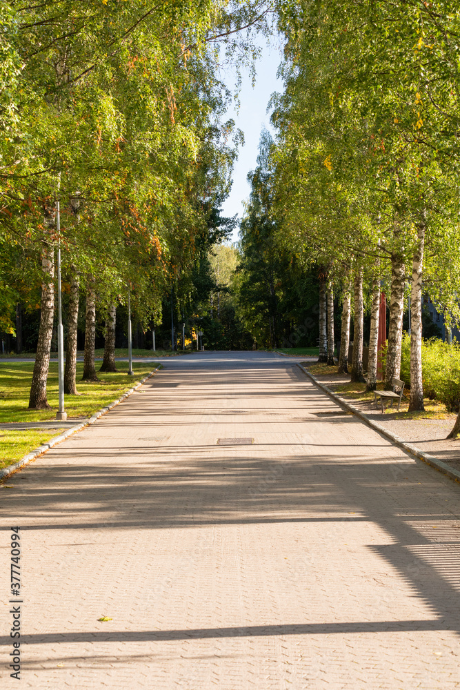 Suburban footpath surrounded by birch trees