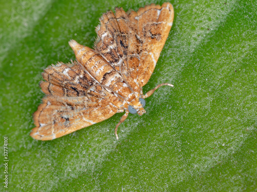 Crambid Snout Moth of the Family Crambidae photo