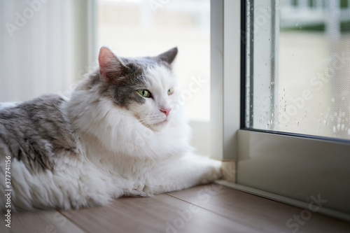 窓の隣に座っている白い猫が外を見ている