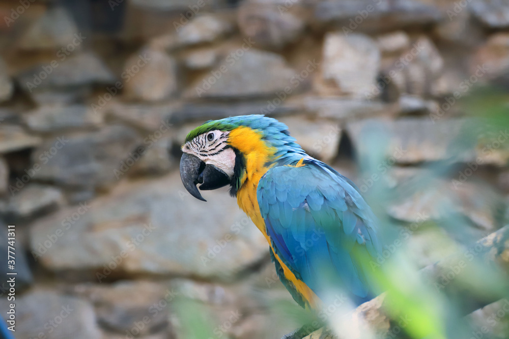 Portrait de magnifique perroquet Ara bleu et jaune Portrait de magnifique perroquet Ara bleu et jaune